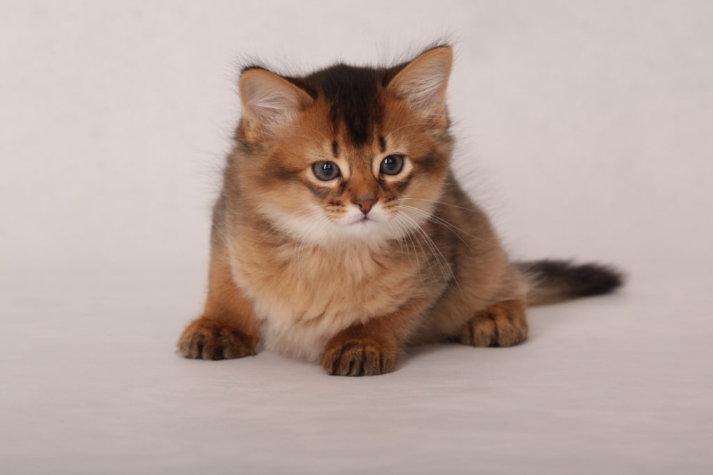 Маленький самалийский