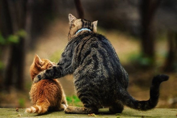 Как подружить котенка с котом