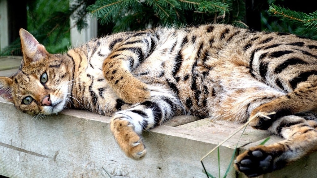 Большой кот