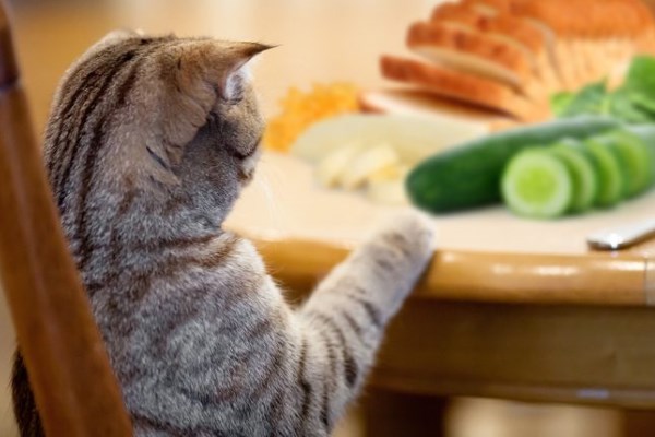 Кот ворует огурец