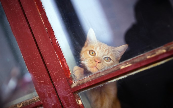 Котенок хочет выйти на улицу