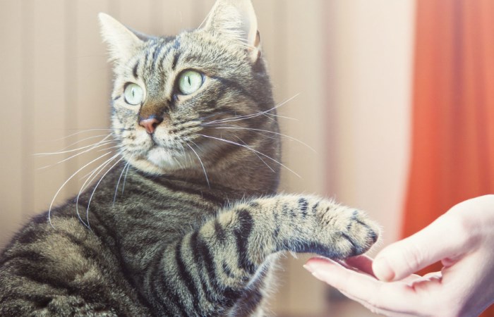 Кот учит свою кличку