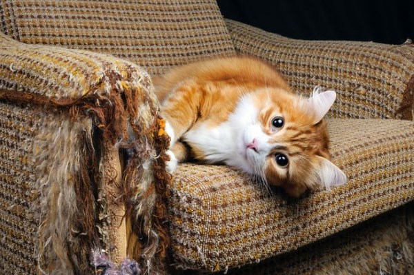 Котёнок точит когти об кресло