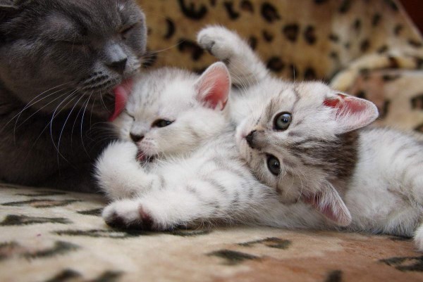 Котята с мамой