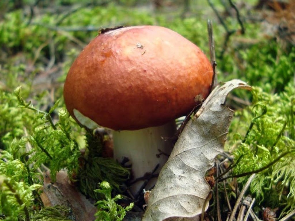 Грибы