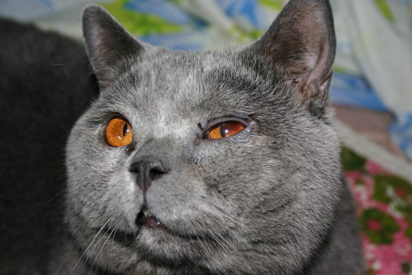 больные глаза у кота