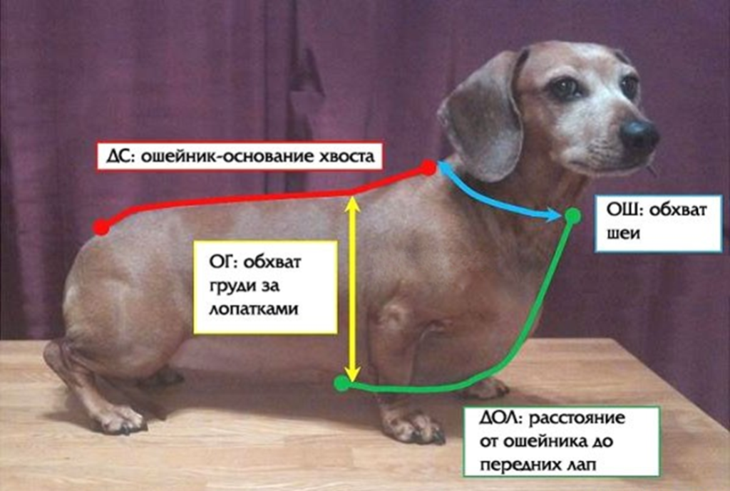 Снятие мерок