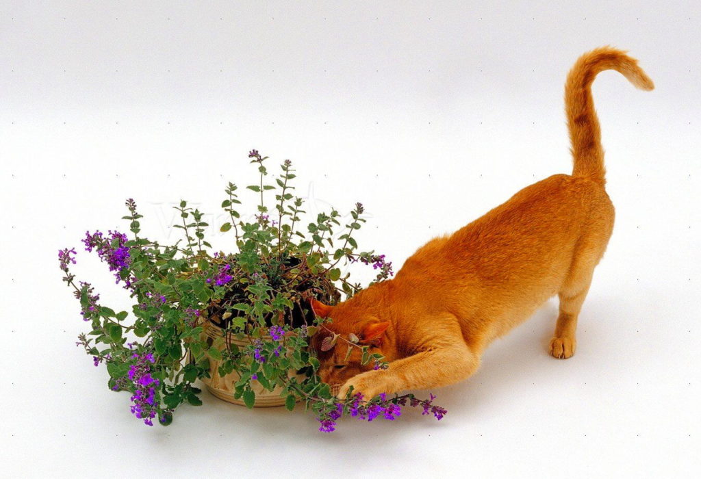 Кошачья мята