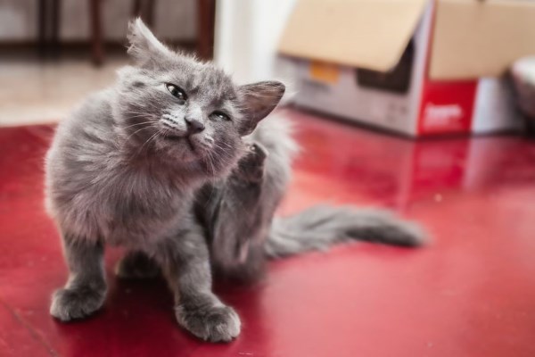 Кошка чешется от клещей