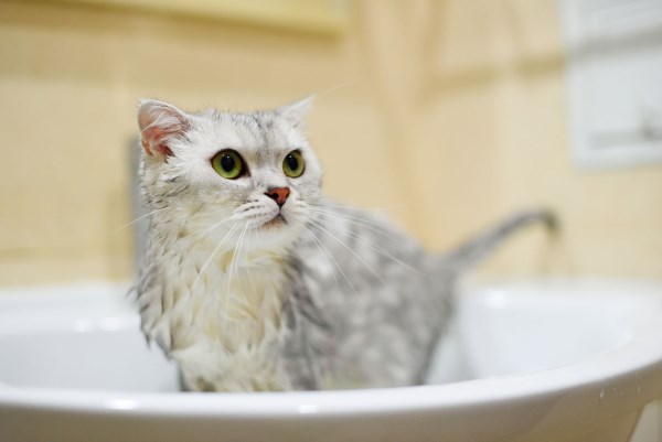 Как мыть кота
