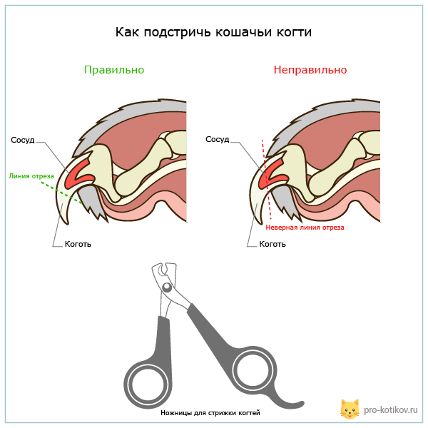 Как стричь когти у кошки