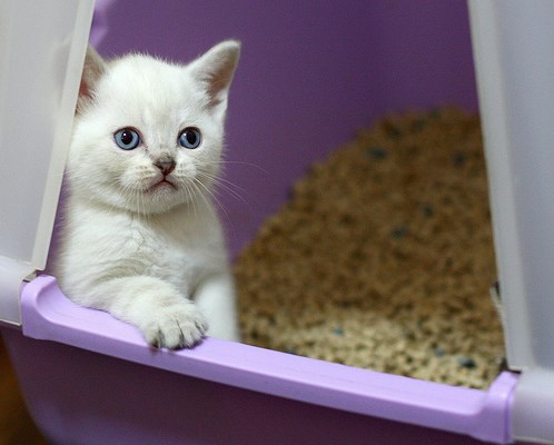 Котенок в закрытом лотке