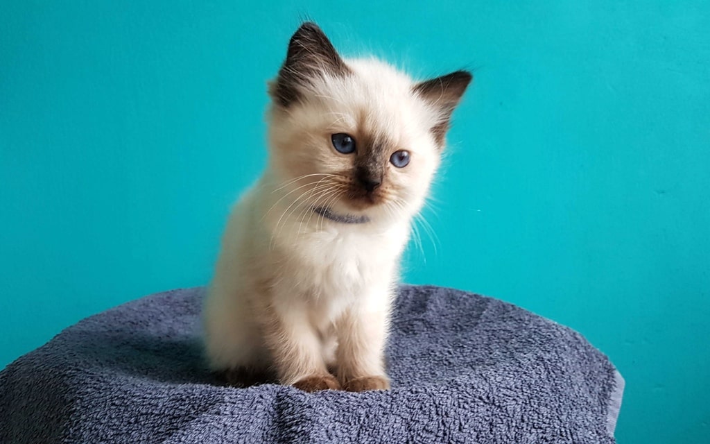 котенок рэгдолл