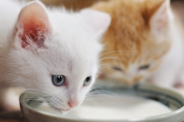 Котята пьют молоко