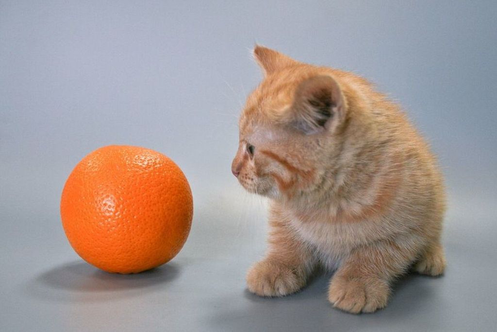 корки апельсина