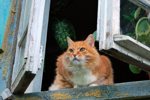 Кошка смотрит на улицу из окна
