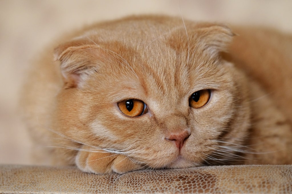 кот икает что делать