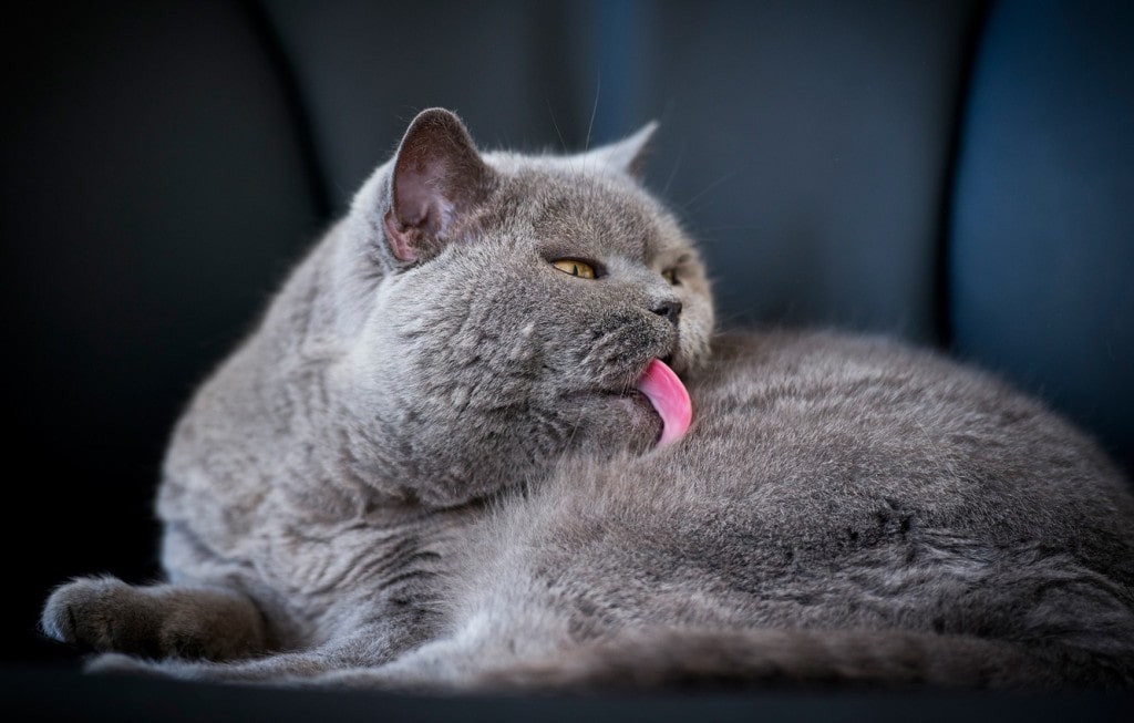 кот икает причины