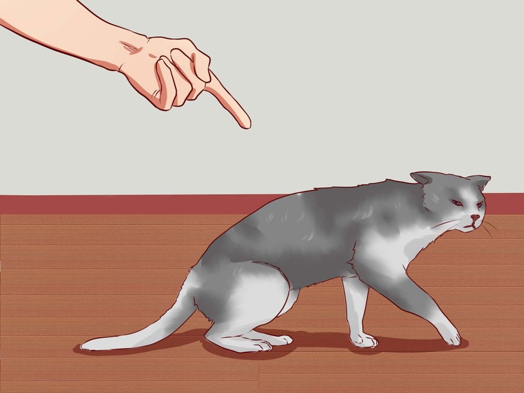 кот мстит