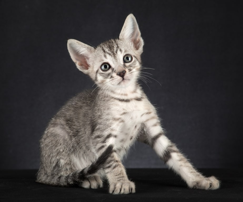котейка