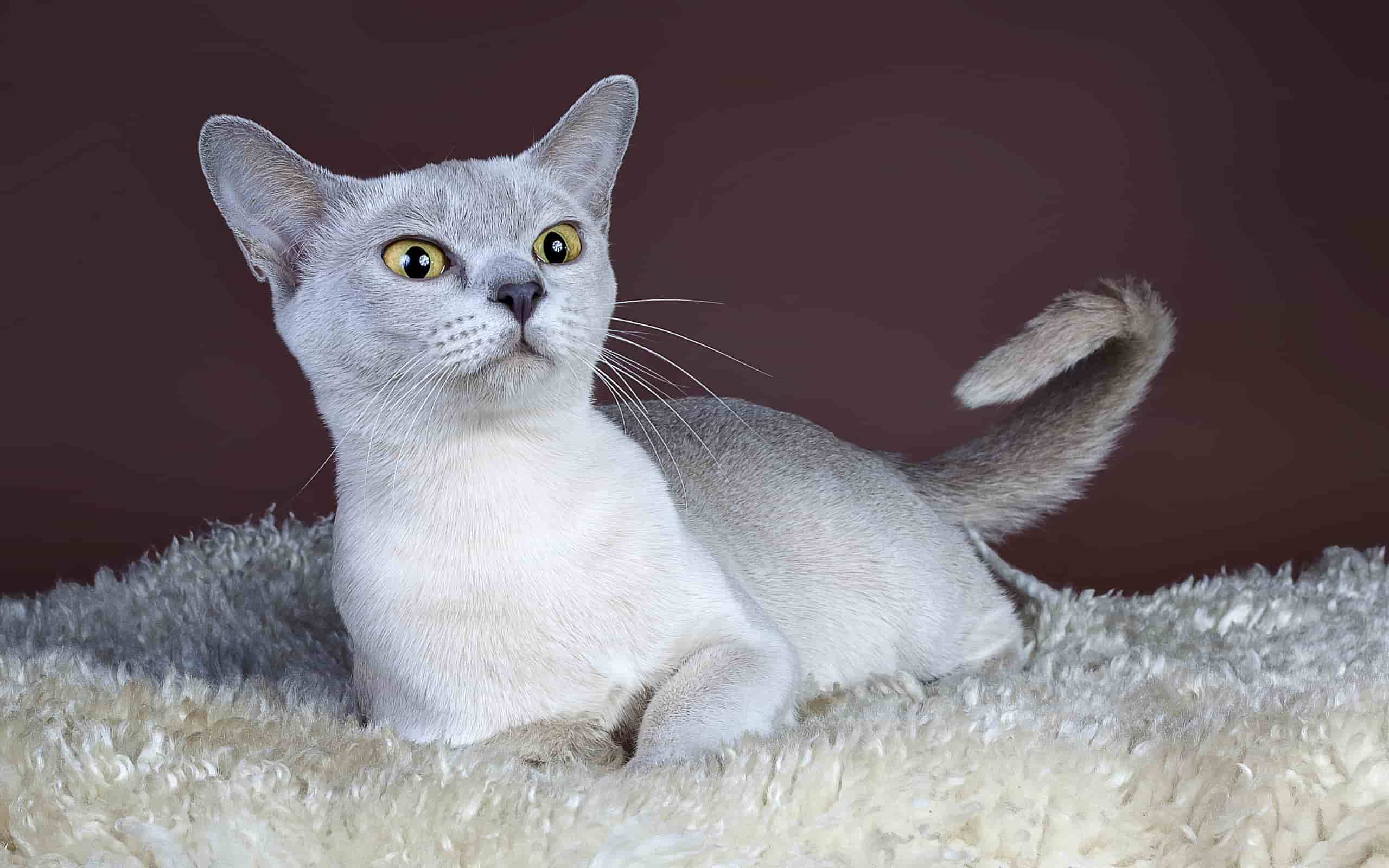 Котенок сингапур
