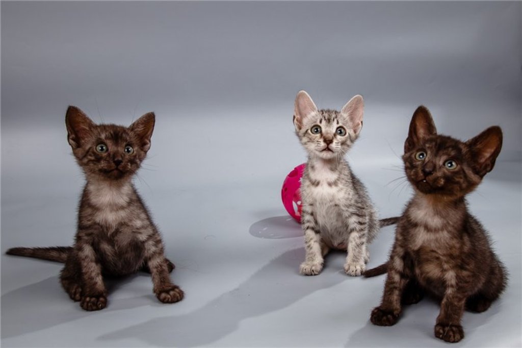 котята мау