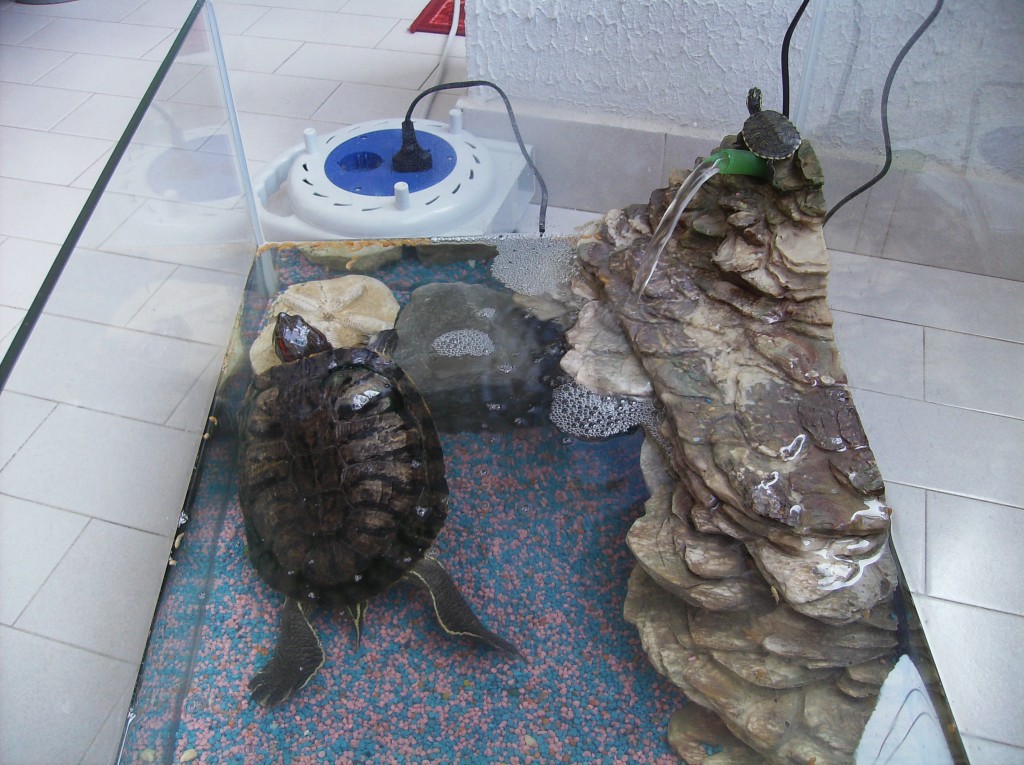 Домашняя красноухая черепха