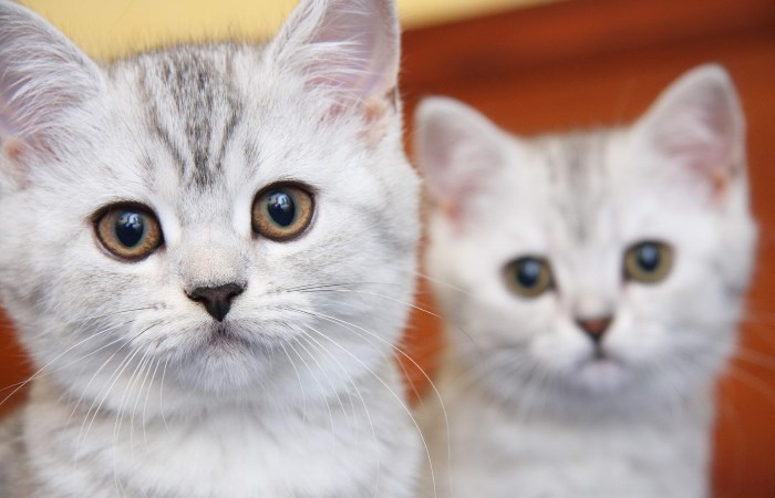 Обучение котенка отзываться на кличку