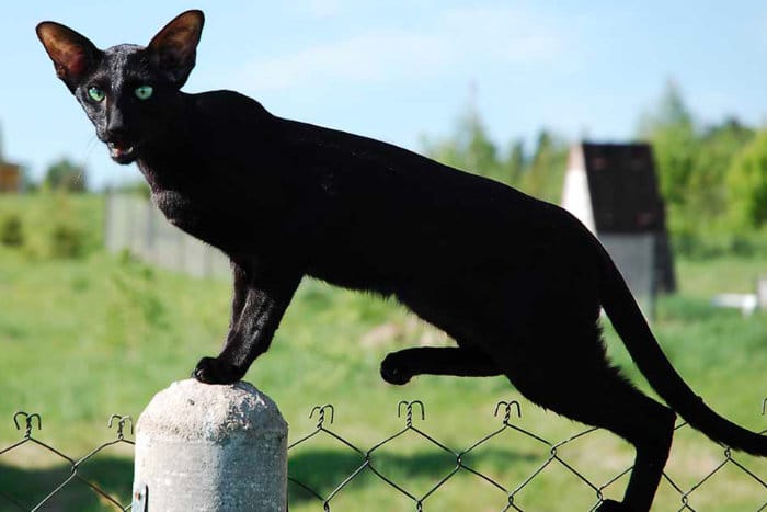 Стройная кошка