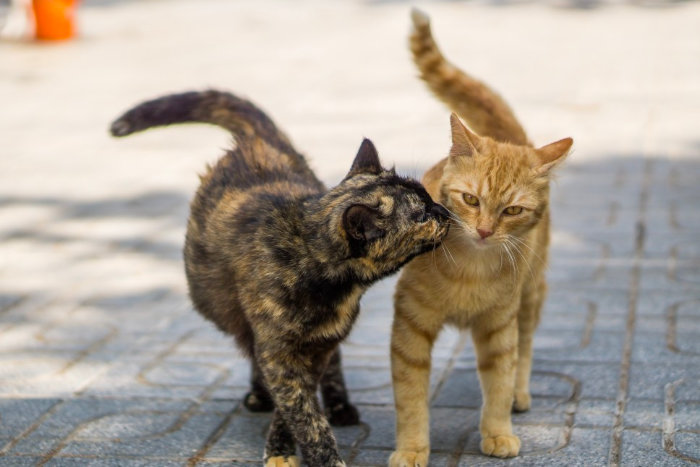 Кошка заигрывает с котом