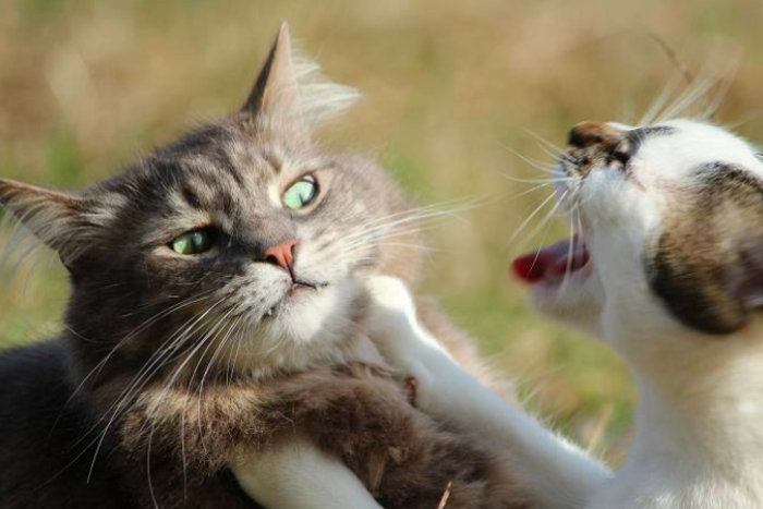 Кошка не подпускает кота к себе