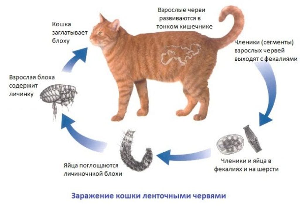 пути заражения червями