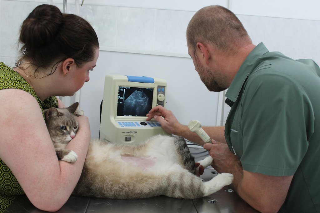 сделать узи кошке