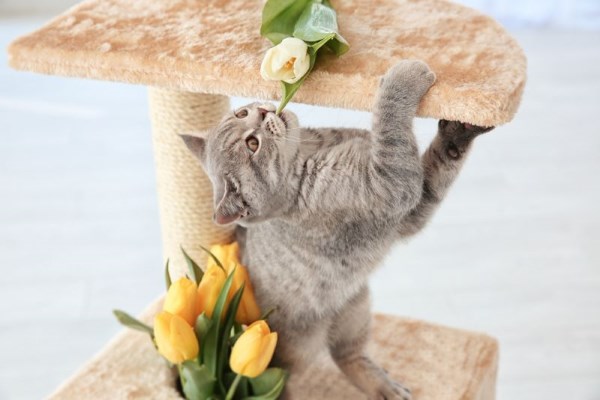 Приучение котёнка к когтеточке