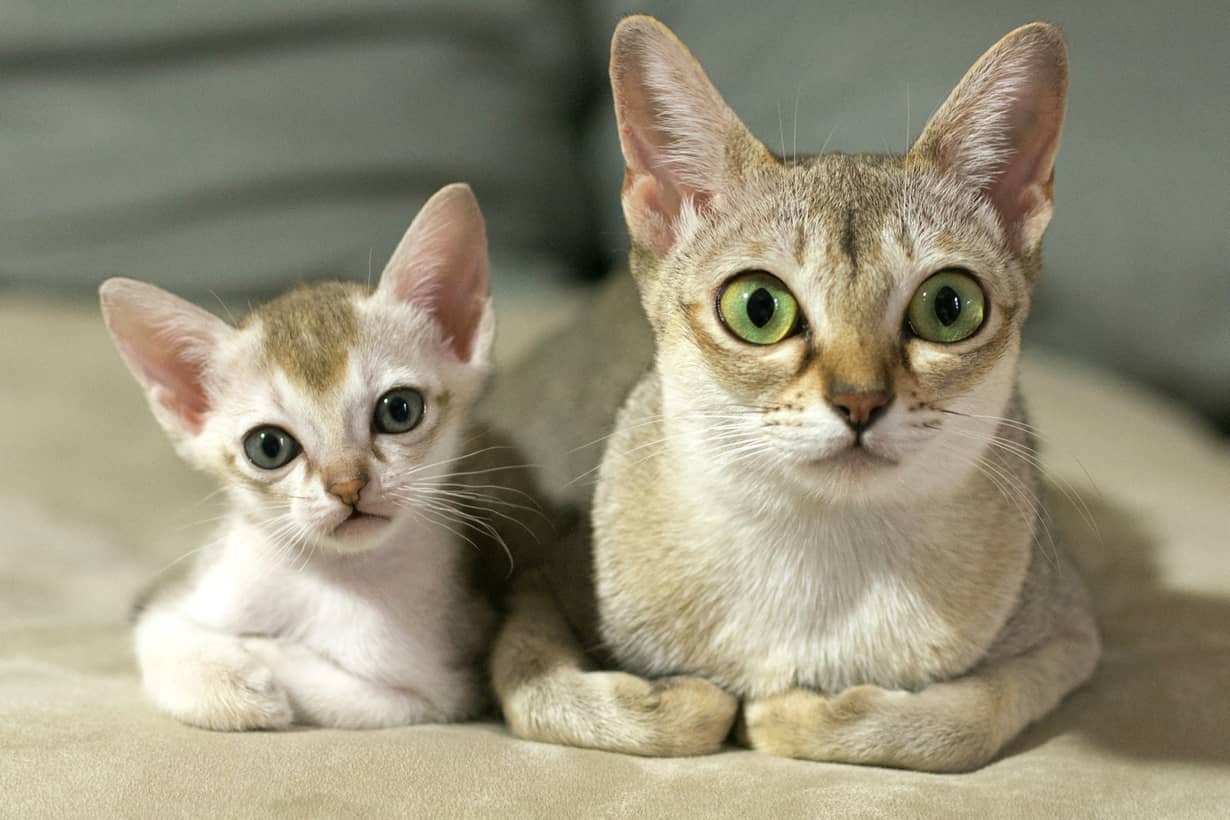 Сингапурская кошка с котёнком