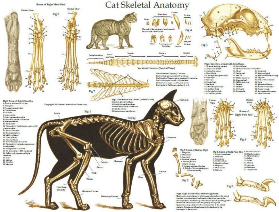 скелет кошки