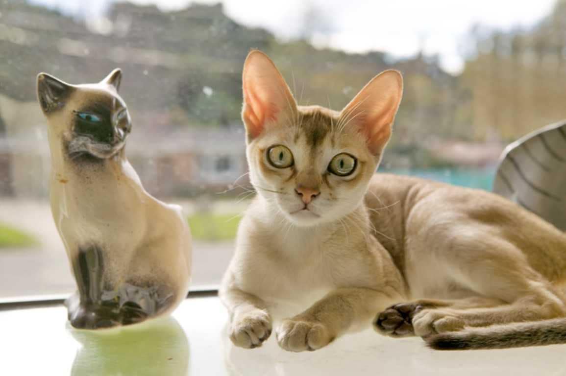 Статуэтка котика