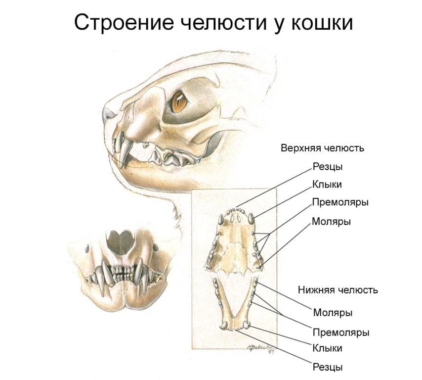 строение зубов кошки