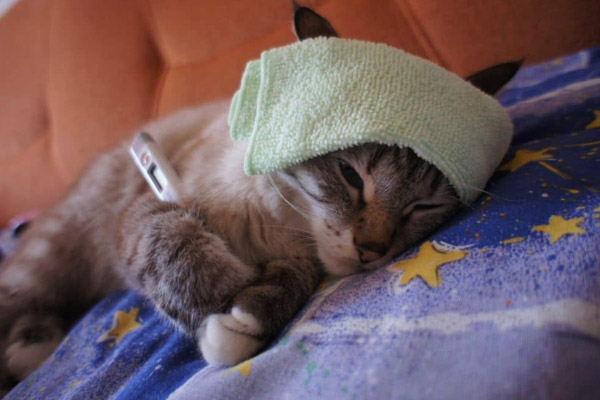котенок болеет