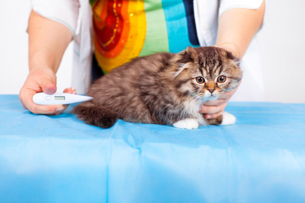 котенку измеряют температуру