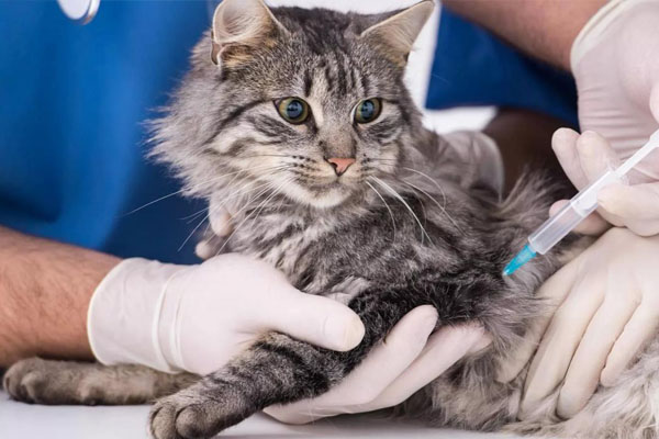Вакцинация кошек