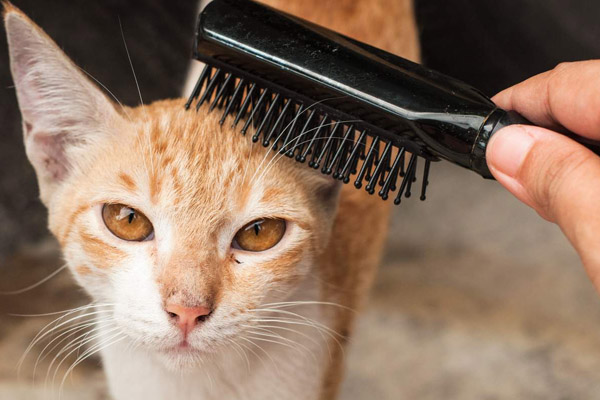 Вычесывают короткошерстного кота