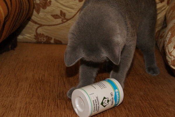 Коту дают витамины