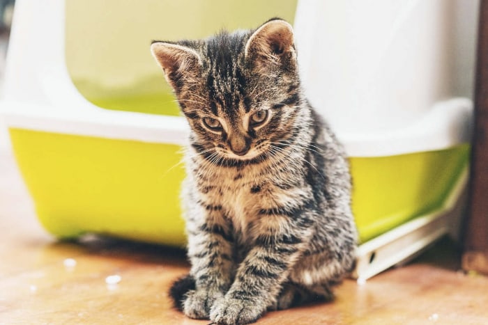 Котенку не нравится лоток