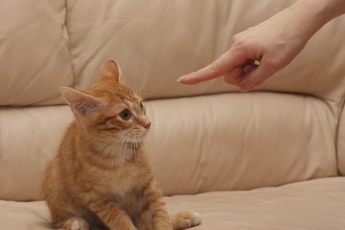 Рыжего котенка наказывают