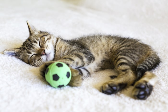 Котенок играл с мячиком и уснул