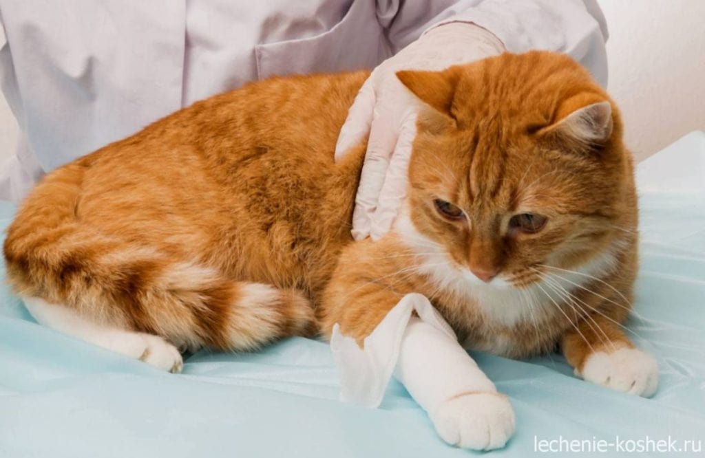 язва у кота