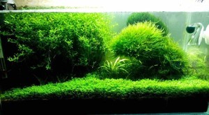 Классификация водорослей