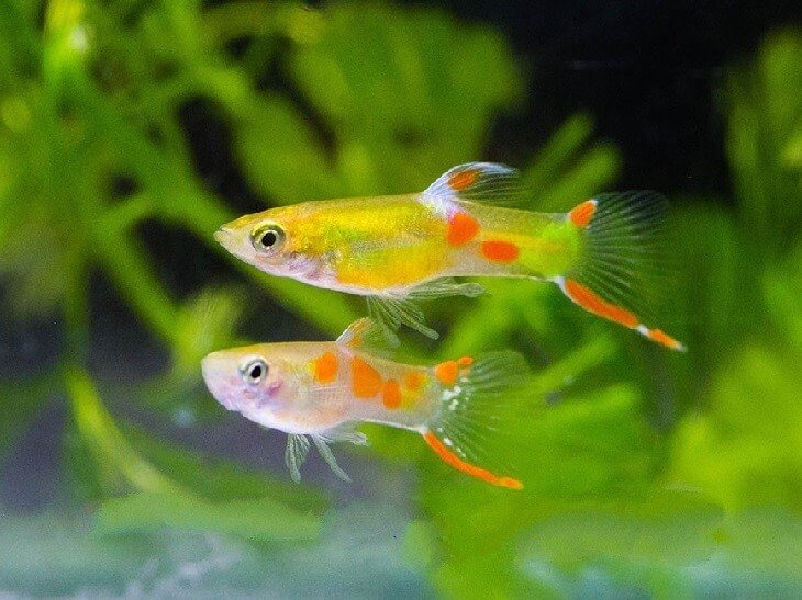 ГУППИ ЭНДЛЕРА ГОЛД (Guppy Golden Endler) » Домашний аквариум
