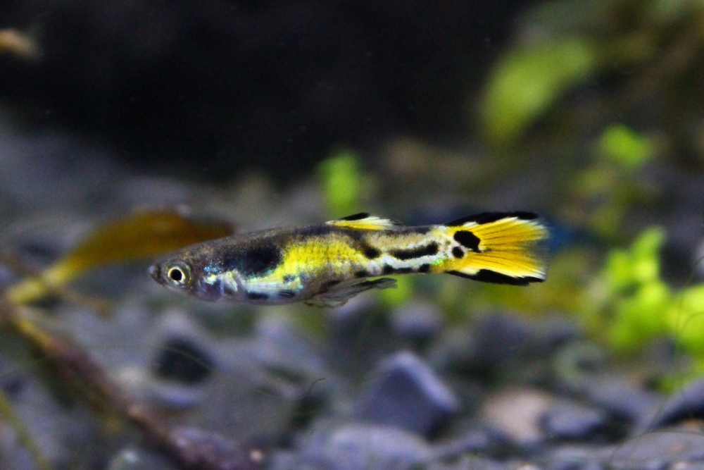 Гуппи Эндлера Тигр (Tiger endler guppy), Эндлер Кобра, самцы и самки ...